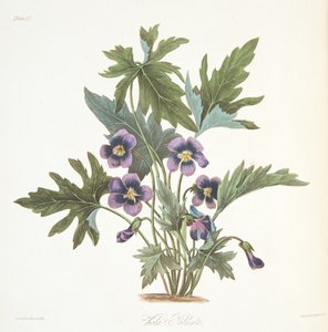 Palmate blade Violet, fra Floral Illustrations of the Seasons, pub. 1829 (håndfarvet gravering)